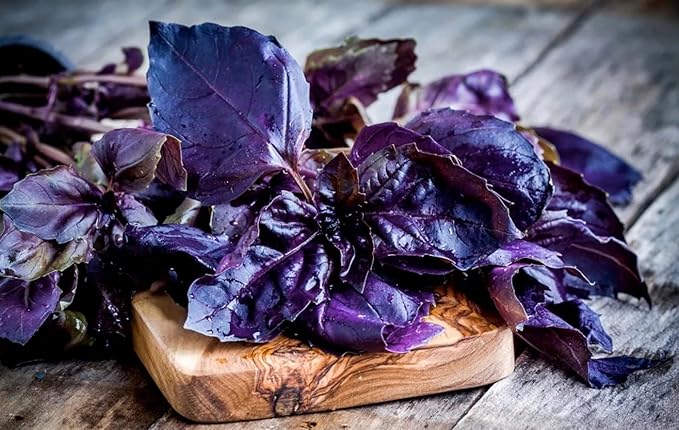 Seeds Indoor Purple Basil - Heirloom Herbs - GMO Free