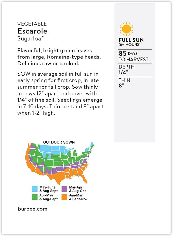 Burpee Sugarloaf Escarole Seeds - Romaine-Type Endive Greens
