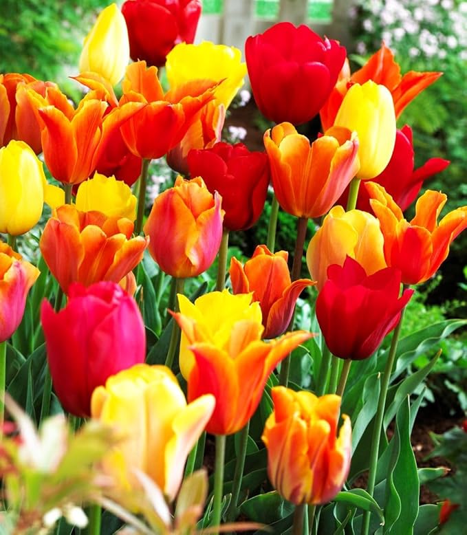 Tulipa Fringed Mixture Tulip Bulbs Size 11/12 for Planting - Plant in Fall, Winter or Early Spring (Apeldoorn Mixture, 15, Count)