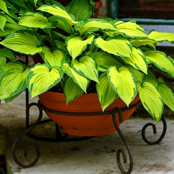 Hosta Seeds for Planting, 290+pcs Perennial Rare Hosta Flower Seeds, Non-GMO Heirloom Long Blooming Plants Shaded Entry Pathway Flowers Beauty Home Garden for Outdoors