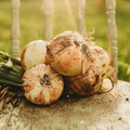 Walla Walla Onion - 50 Seeds - Large Heirloom Yellow Onion Variety, Giant Sweet Onions Reach up to 2lb, Non-GMO Heirloom Onion Seeds for Planting in The Home Garden, Thresh Seed Company