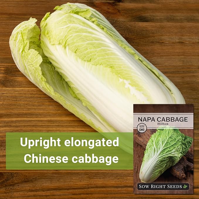 Sow Right Seeds - Hilton Cabbage Seeds for Planting Outdoors - Culinary Asian Variety - Non-GMO Heirloom Chinese Napa Cabbage - Easy Grow Garden & Home Use for Healthy & Delicious Recipes (1)