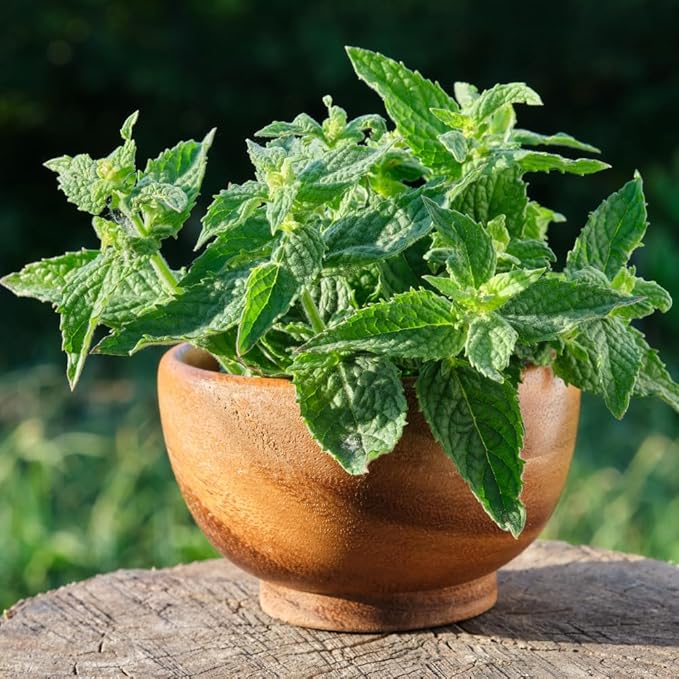 Set 2 Lemon Balm Plants Live for Planting, 4-7" Tall, Lemon Balm Mint Herb Seedling, Well Rooted Starter Plants