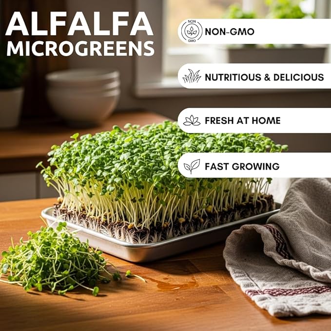 Alfalfa Microgreens Seed for Growing - Easy and Fast Growing, Very Healthy Microgreens (250 Seeds)