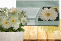 Outsidepride Vanilla Gerbera Seeds - 20 Pcs Perennial, Compact & Low Maintenance, Flower Seeds for Planting w/Vibrant White Blooms, Ideal for Garden Landscaping & Cut Flower Arrangements
