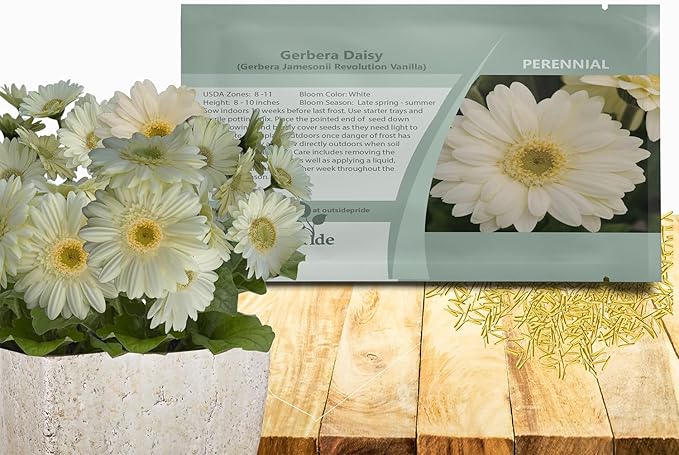 Outsidepride Vanilla Gerbera Seeds - 20 Pcs Perennial, Compact & Low Maintenance, Flower Seeds for Planting w/Vibrant White Blooms, Ideal for Garden Landscaping & Cut Flower Arrangements