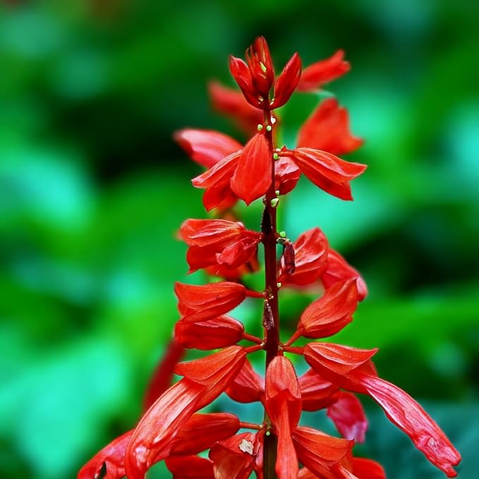 50 Scarlet Sage Flower Seeds for Planting, Perennial Rare Salvia Seed, Non-GMO Arizona Sandstone Agastache Seeds for Garden Home Plant