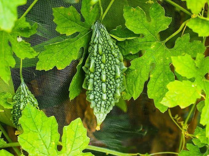 40 Bitter Gourd Seeds for Planting, High-Germination Indian Bitter Melon, Non-GMO Seeds for Home & Garden, Ideal for Outdoor Growing
