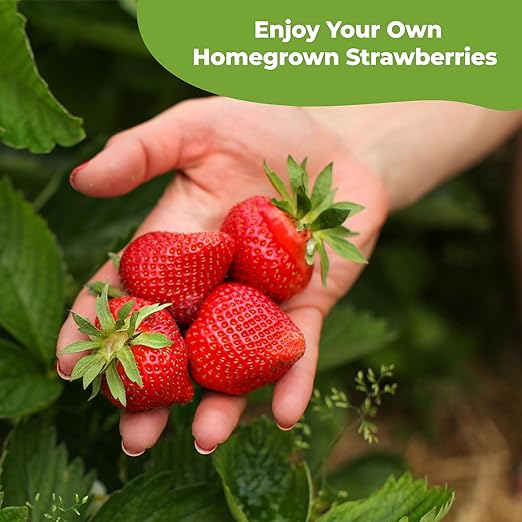 Perfect Plants Organic Strawberry Potting Mix | Organic Premium Mix | Use with Strawberry's, Pineberry's, or Other Fruit Plants (4qt) (Pack of 2)