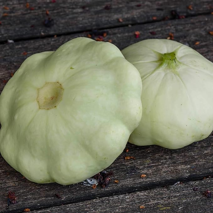 Early White Scallop Summer Squash Garden Seeds - 4 g Packet ~36 Seeds - Heirloom, Non-GMO - Vegetable Gardening Seed - Mountain Valley Seeds