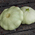 Early White Scallop Summer Squash Garden Seeds - 4 g Packet ~36 Seeds - Heirloom, Non-GMO - Vegetable Gardening Seed - Mountain Valley Seeds