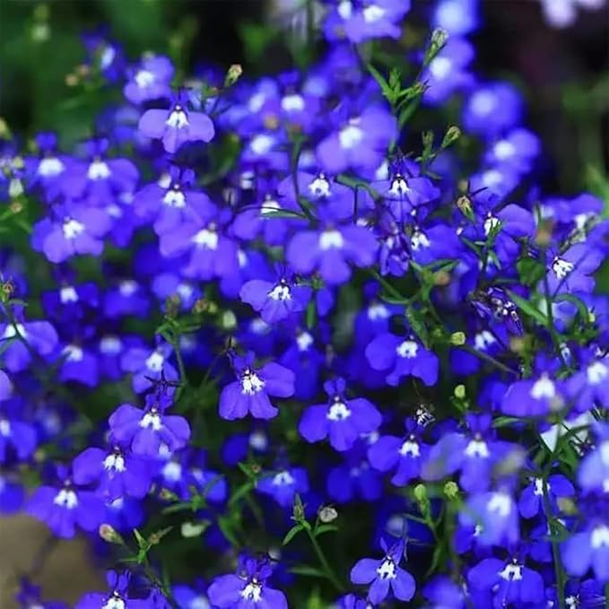 Creeping Thyme Seeds for Planting - 21000+ Blue Creeping Thyme Seeds Non-GMO Perennial Flower Seeds Ground Cover Plant Landscaping, Easy to Grow