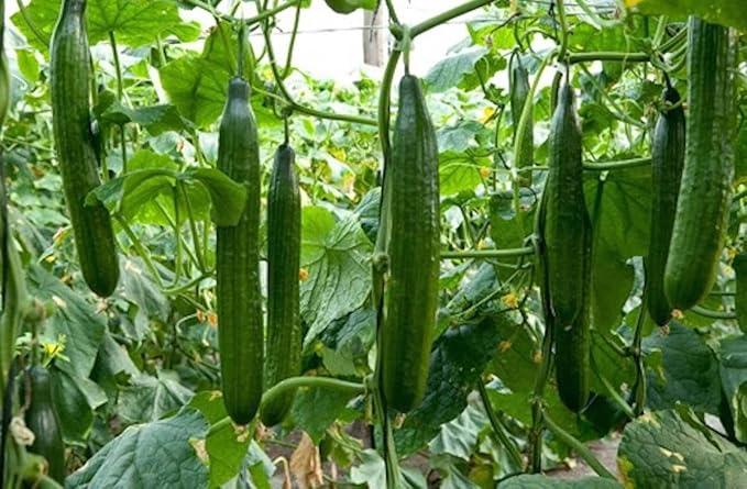 Seeds Vegetable Indoor Cucumber Zozula Self-Pollinating 45 Days All Seasons Vine Plant for Pickling - 10 Seeds