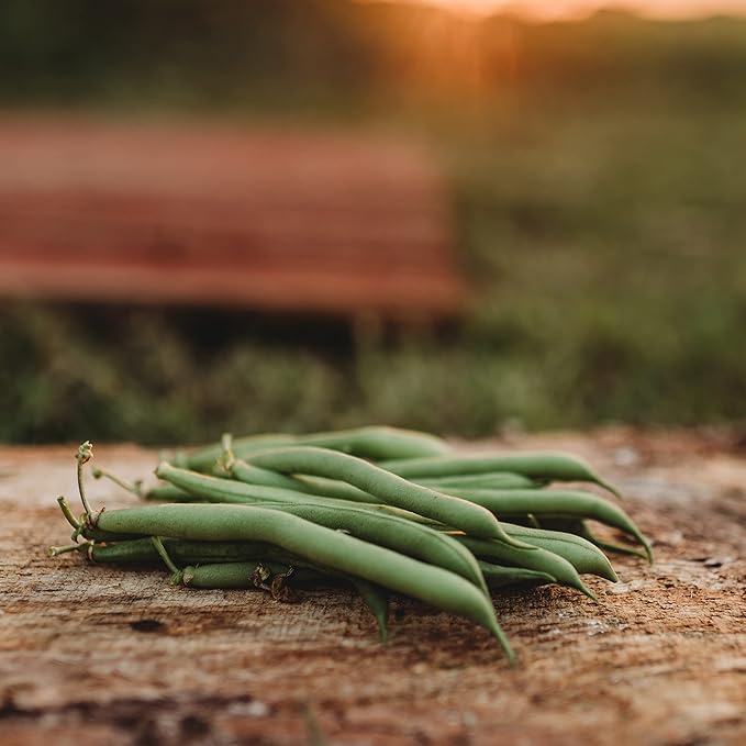 Provider Bush Green Bean - 50 Seeds - Heirloom Snap Variety, USA-Grown, Non-GMO Vegetable Seeds for Planting Outdoors in Containers or The Home Garden, Thresh Seed Company