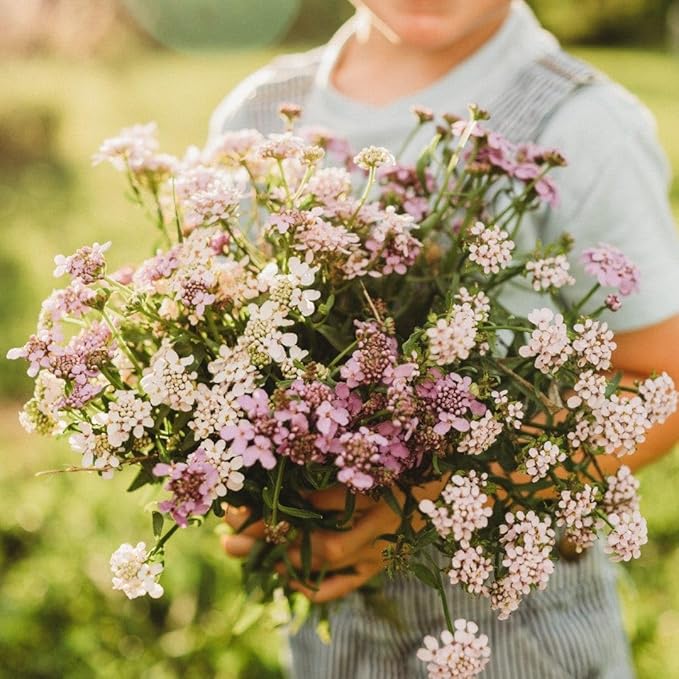 Candytuft Dwarf Fairy Mix - 250 Seeds - Excellent Ground Cover, Beautiful Low-Growing Annual, Non-GMO Heirloom Candy Tuft Seeds for Planting in The Home Garden, Thresh Seed Company