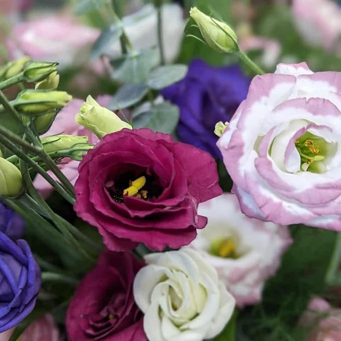 Lisianthus Flower Seeds for Planting - 1000+ Annual Lisianthus Double Flower Seeds