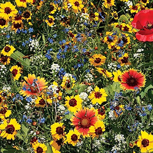 Park Seed Grow Your Own Vibrant Wildflower Garden Mixture, Perfect for Bees, Butterflies, and Hummingbirds, Bee Buddies Mix, 1 Oz Pack