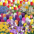 50 Mixed Flower Bulbs, Assorted Colorful Blooms for Spring, Mixed Daffodils, Allium, Iris & Hyacinths Flower Bulbs for Beds, Borders & Containers, Hardy Perennial Easy Fall Planting