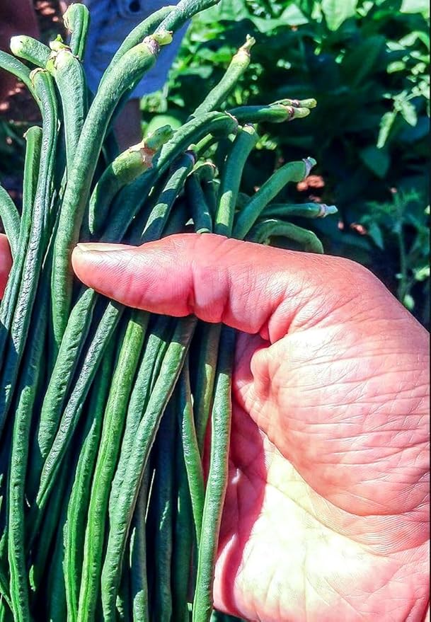 50+ Seeds Snake Yard Long Asparagus Pole Bean Seeds for Planting Red and Green Noodle Beans Heirloom Non-GMO Delicious Vegetable Seeds