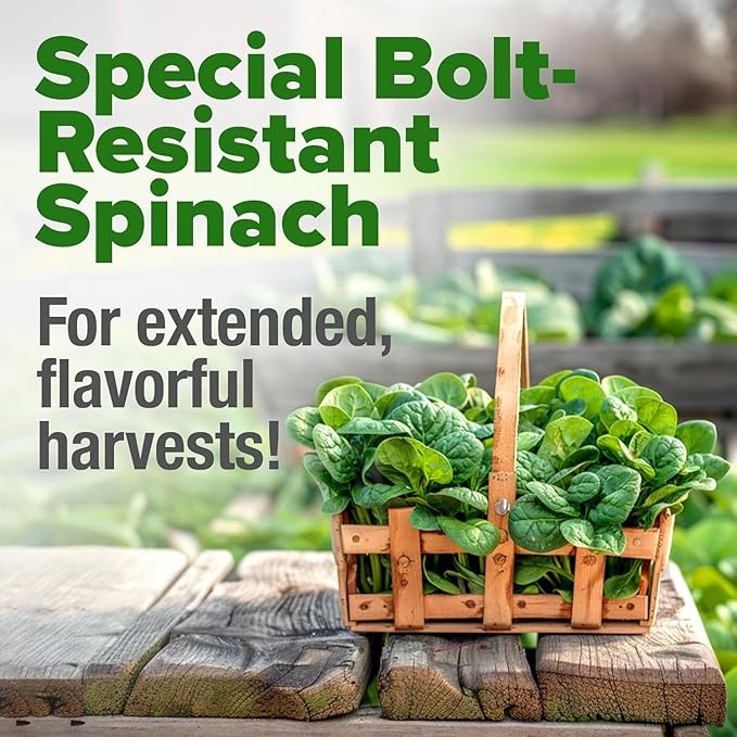 HOME GROWN Non GMO Bloomsdale Spinach Seeds Pack 353 Heirloom Seeds High Germination Spinach for Indoor, Outdoor, Hydroponic Planting & Home Gardens (Spinacia oleracea)