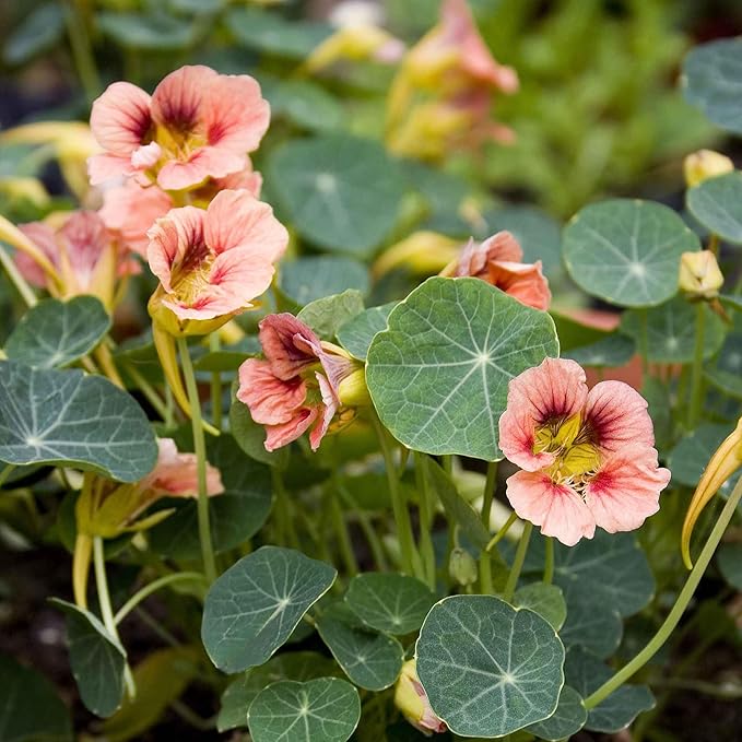 Eden Brothers Nasturtium Seeds - Ladybird Rose