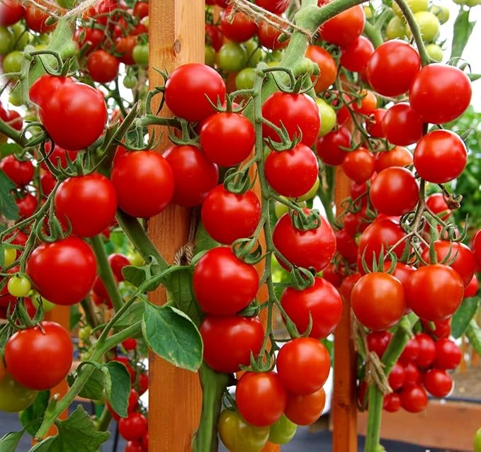 Seeds Cherry Tomato Sugar Lump Gardener's Delight Heirloom Vegetable for Planting Non GMO