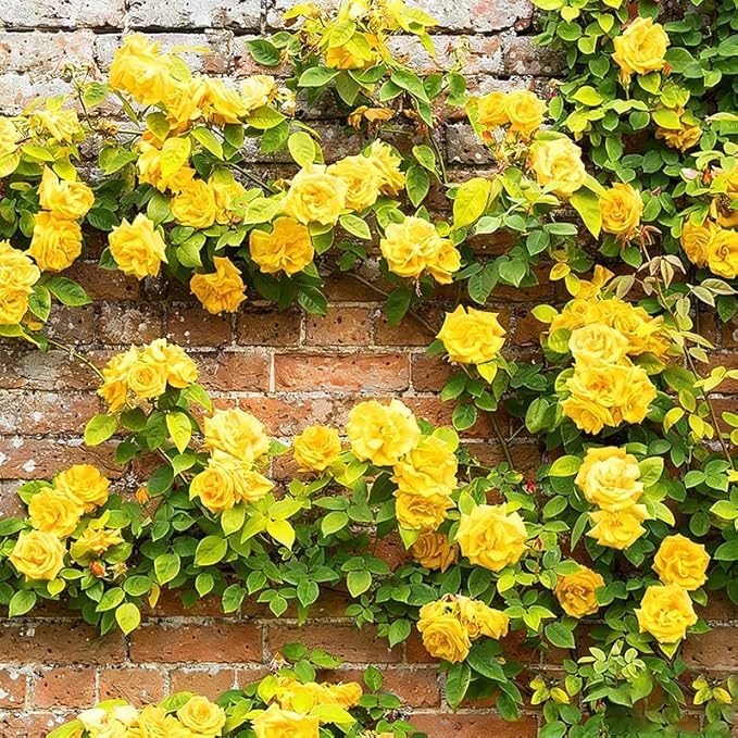265+ Mix Rose Seeds for Planting in Ganden-Non-GMO Heirloom Plant Climbing Rose Seeds Garden Outdoor