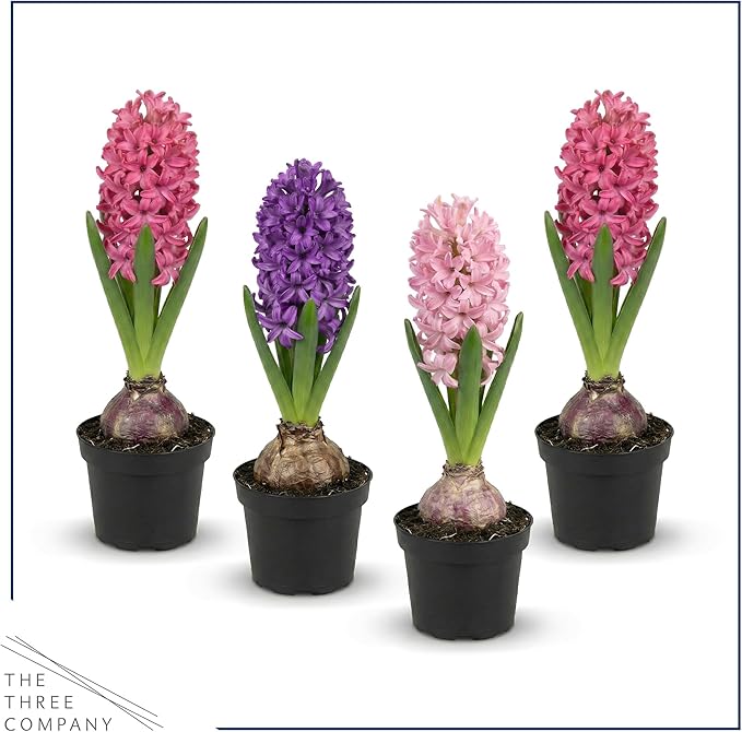 Live Flowering Hyacinth (4 Per Pack) - Grower's Choice Assorted Colors, Beautiful Spring Bulbs, Ships Dormant in a 1 Pint Pot, Blooms in 2-3 Weeks