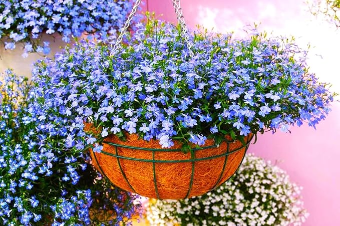 Seeds Lobelia Blue Cascade 1000+ Seeds for Planting Flowers Groundcover Trailing Flower