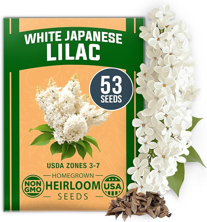 HOME GROWN Flower & Herb Seed Trio – 1,000+ 𝗡𝗢𝗡-𝗚𝗠𝗢 -𝗦𝗢𝗨𝗥𝗖𝗘𝗗 Seeds: White Lilac, Aubrieta Rock Cress & Dandelion – Heirloom 𝗨𝗦𝗔-Grown for Pollinators, Ground Cover & Medicinal Uses