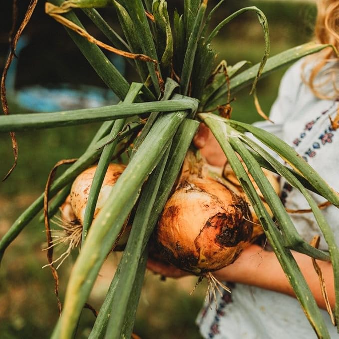 Walla Walla Onion - 50 Seeds - Large Heirloom Yellow Onion Variety, Giant Sweet Onions Reach up to 2lb, Non-GMO Heirloom Onion Seeds for Planting in The Home Garden, Thresh Seed Company