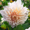 Eden Brothers Dahlia Bulbs (Dinnerplate) - Cafe au Lait, Non-GMO Bulbs for Planting, 4 Bulbs | Low-Maintenance Flower Bulbs, Plant During Spring, Zones 8, 9, 10, 11