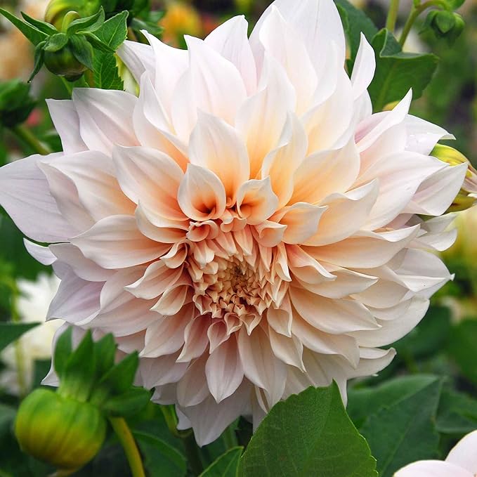 Eden Brothers Dahlia Bulbs (Dinnerplate) - Cafe au Lait, Non-GMO Bulbs for Planting, 4 Bulbs | Low-Maintenance Flower Bulbs, Plant During Spring, Zones 8, 9, 10, 11