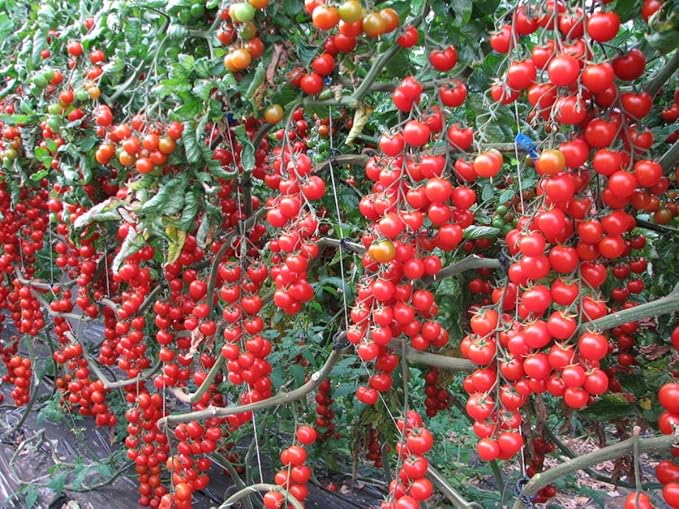 Seeds Vegetable Cherry Tomato Red - 25 Seeds