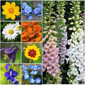 Partial Shade Wildflowers - 1 Oz. with 28 Varieties of Annual and Perennial Flowering Plants. Non GMO - Neonicotinoid-Free. 30,000 Seeds