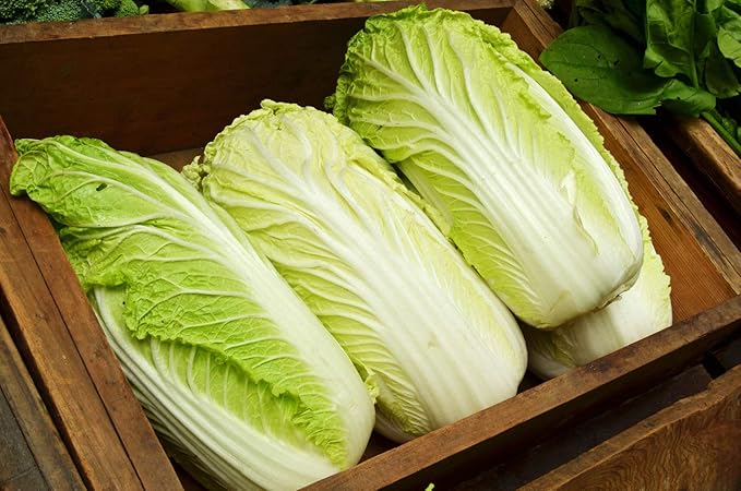 300+ Seeds Napa Peking Cabbage Michelle - Vegetable Green
