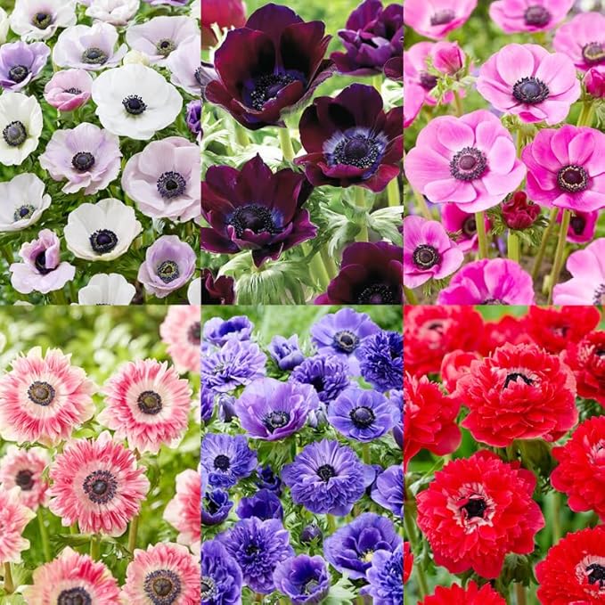 100+Perennial Anemone Flower Seeds for Planting- Non-GMO Jerusalem Anemone Hupehensis Windflowers Seeds Ornamental Attracts Pollinators