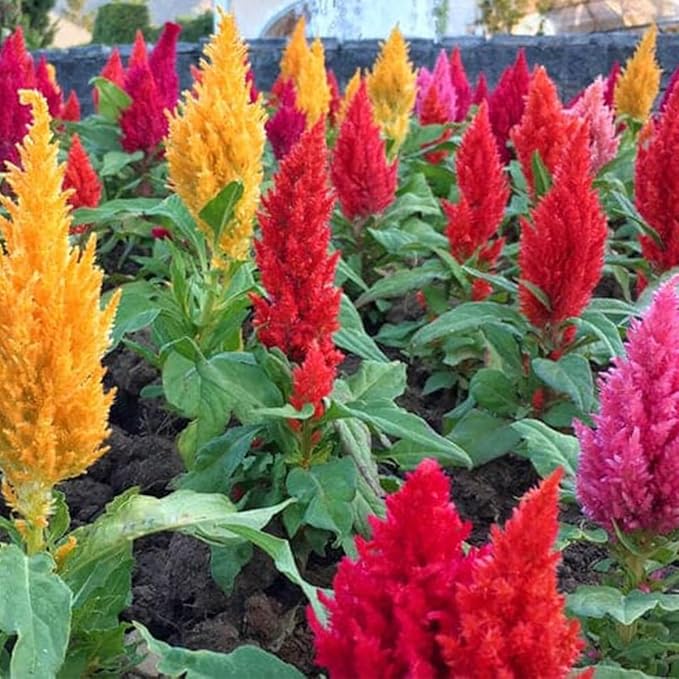 200 X Mixed Cockscomb Seeds Celosia Flower Seeds for Planting & Growing Easy to Grow Home Gardens Wildflower Seeds