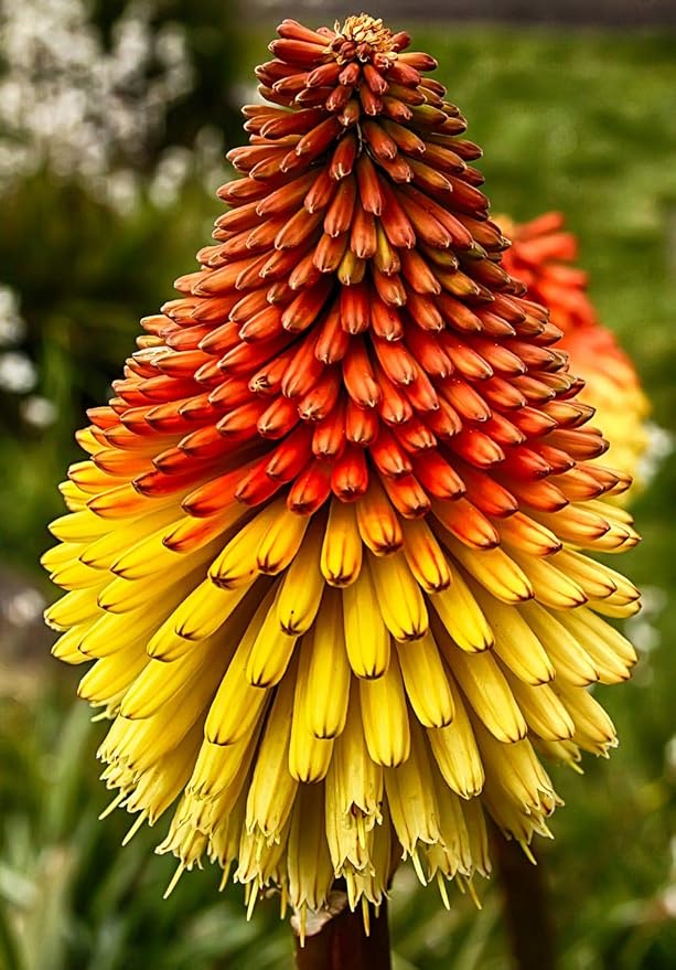 Seeds Fire Dance Red Hot Poker Perennial Flowers
