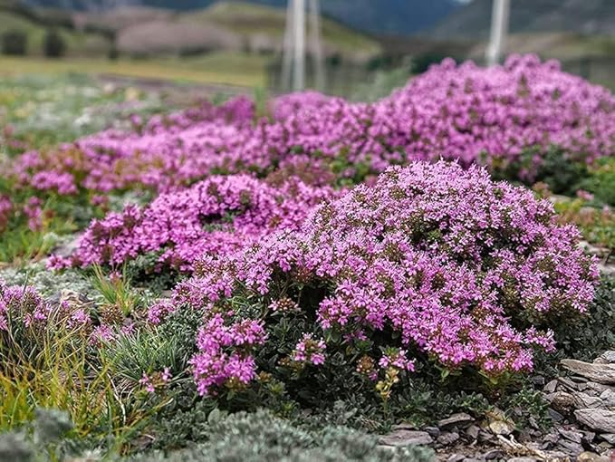 3000+ Mix Creeping Thyme Seeds for Planting Ground Cover Plant 6 Perennial Thyme Heirloom Blue, Purple, Red, Yellow White Thymus Serpyllum Seed