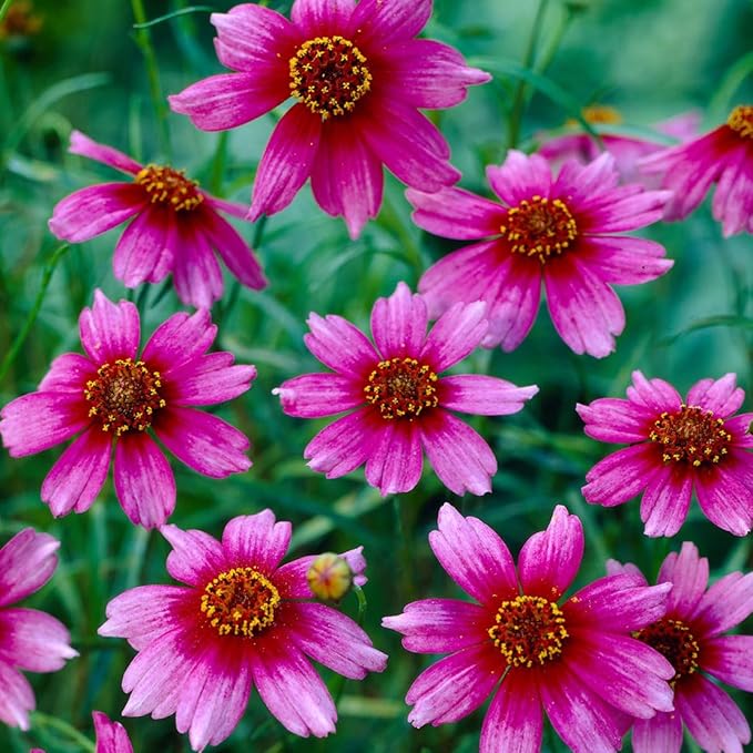 200+Coreopsis Flower Seeds for Planting Outdoor- Perennial Coreopsis Plains Seeds Plant to Wildflower Garden- Non-GMO Heirloom