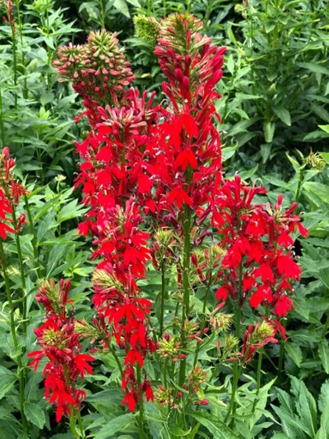 100PCS Cardinal Flower Seeds Red Lobelia Cardinalis Hummingbird Garden Plant Seeds