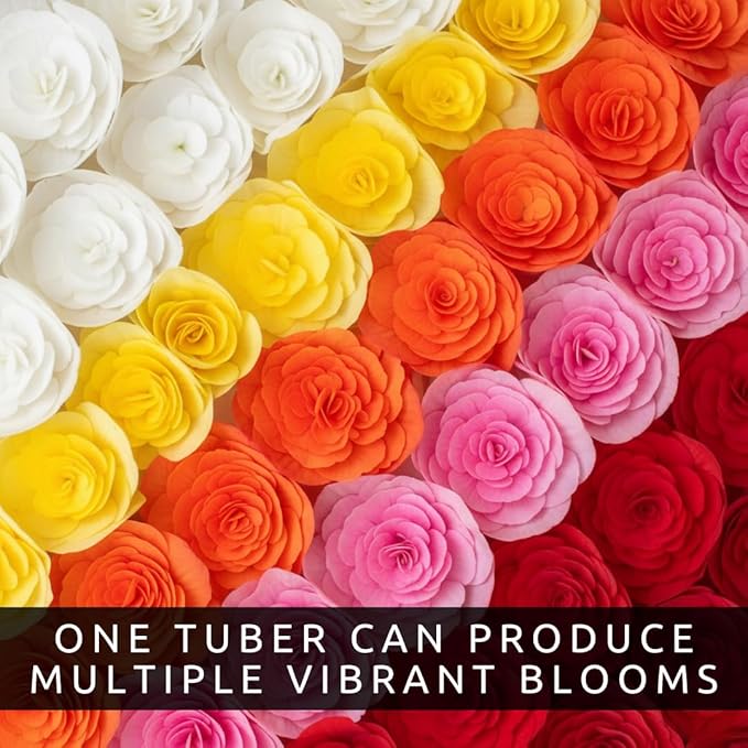 Grow Cheerful Indoor Begonia Flowers – 3 Healthy Tuberous Bulbs for Beautiful Color Year-Round – Brighten Winter Months on Windowsills, Desks, and Indoor Spaces