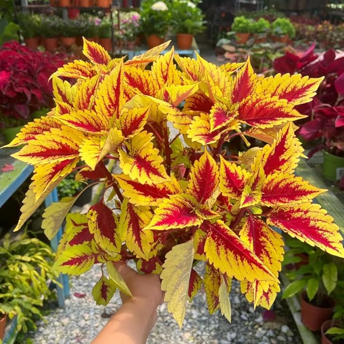 Mix Dwarf Coleus Seeds for Planting, 100pcs Perennial Colorful Coleus Flower Seeds Non-GMO Heirloom Rare Plants, Beauty Home Garden for Outdoors