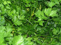 Parsley, Italian Dark Green Flat Leaf Parsley Seeds, Heirloom, Non GMO, 100 Seeds, Parsley Seeds