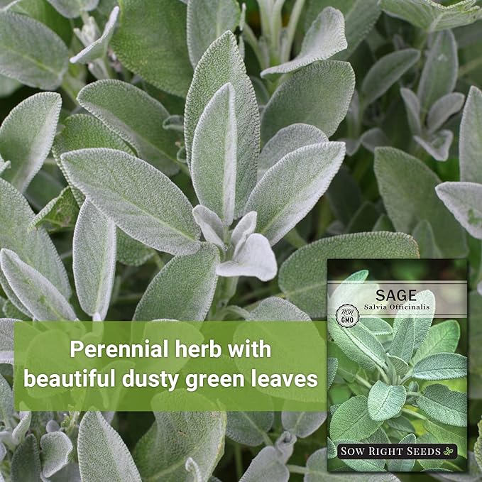 Sow Right Seeds - Sage Seeds for Planting - Non-GMO Heirloom Packet with Instructions to Plant and Grow Kitchen Herb Garden - Indoor or Outdoor - Great for Pollinators - Culinary Seasoning (1)