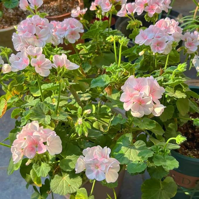 Mix Geranium Seeds for Planting, 10+pcs Rare Perennial Geranium Flower Seeds Plants, Non-GMO Heirloom Rare Beauty Home Garden Blooms Flowers Plants for Outdoors Indoors