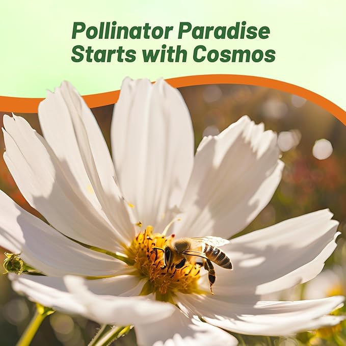 Outsidepride Purity Cosmos Bipinnatus Seeds - 1000 Pcs Annual, Easy to Grow & Drought Tolerant Flower Seeds for Planting w/Fern-Like Foliage & White Blooms, Ideal for Cut Flower & Wildflower Meadows