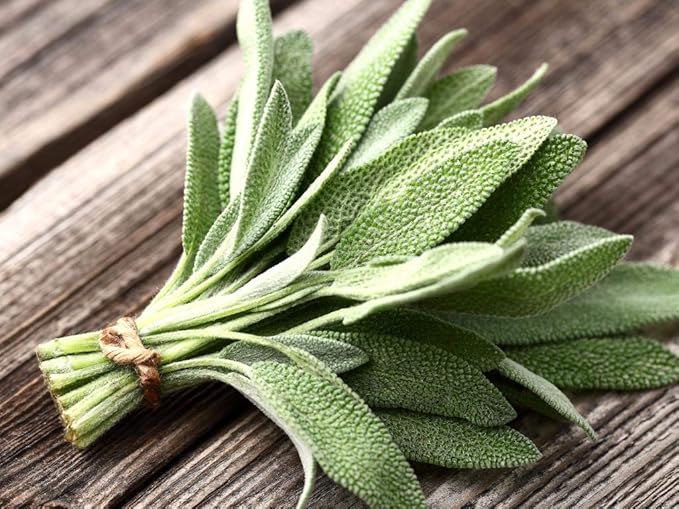 Seeds4planting - Seeds Garden Sage (Salvia Officinalis) Medicinal Herbs Perennial Heirloom Non GMO for Planting