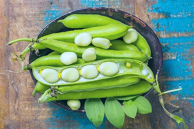 Vegetable Garden Seeds for Planting - Grow Heirloom Vegetables (Lima Bean)